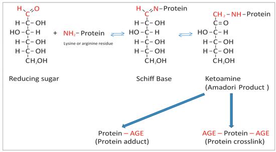 图源：《Advanced glycation end products: Key players in skin aging?》